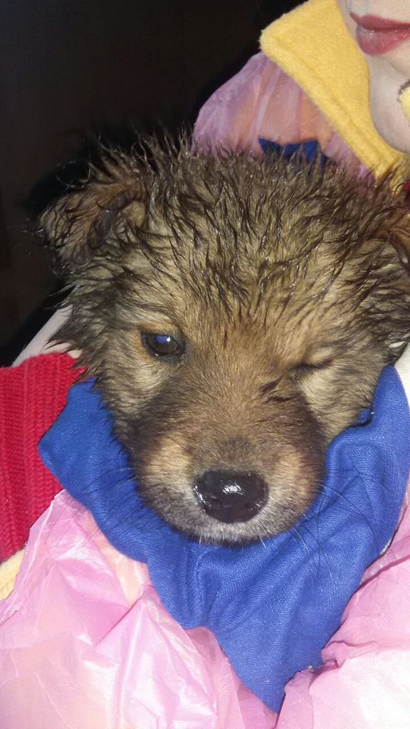 Ольга Таймазова