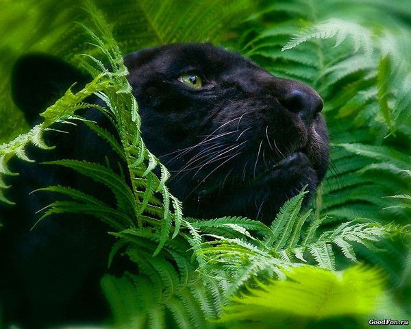 Лика Иванцова