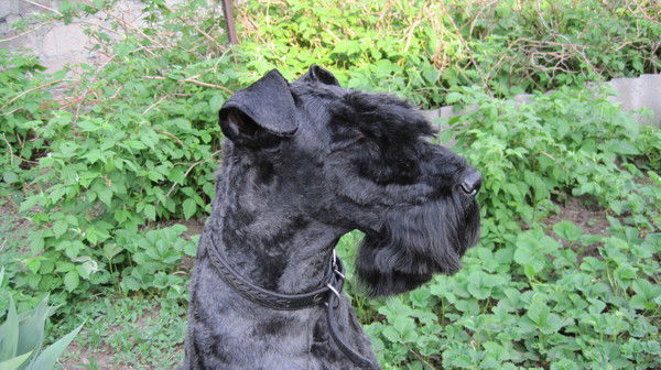 Геннадий Головачев