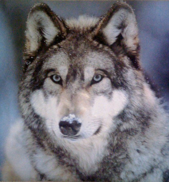 Александр Волков