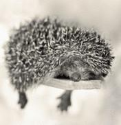 Неизвестно Неизвестно