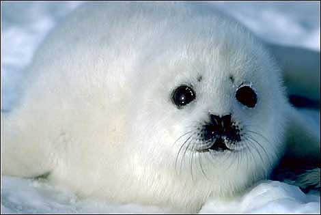 Мышара Лятучкина