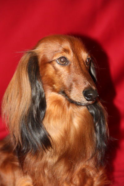 Светлана Ищук