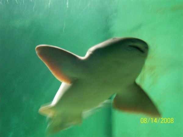 Олексiй Явчук