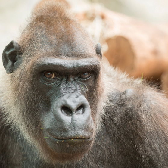 Страшненький Больной