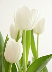 Елизавета Нестеренко