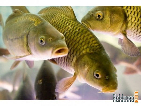 Андрей Ластовский