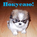 Роман Мачуга