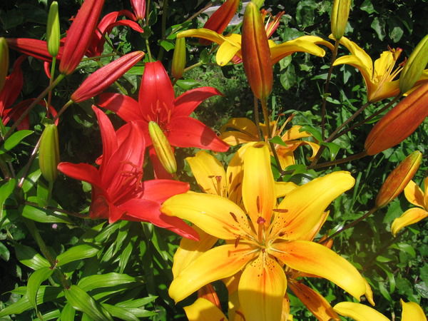 Светлана Киброева