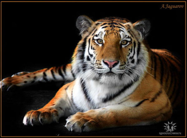 Сергей Плотников