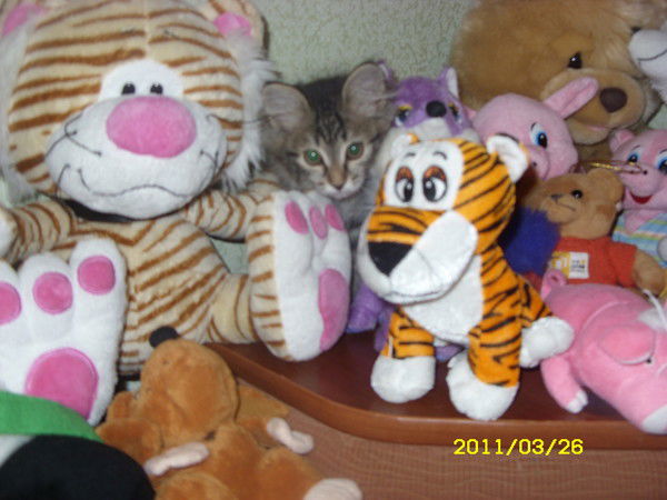 Евгения Яшина-Губаренко