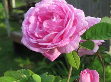 Оксана Куликова