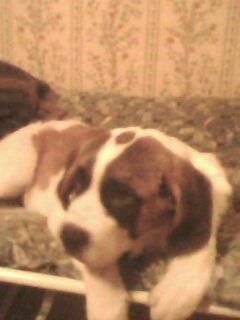 Андрей Толчеев