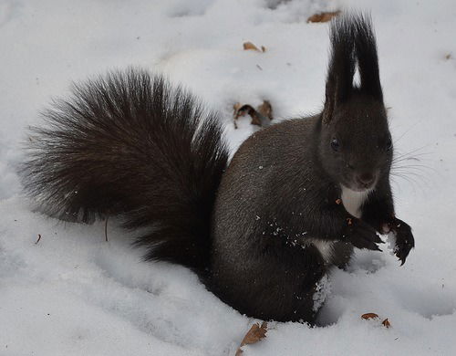 Денис Петрашевич