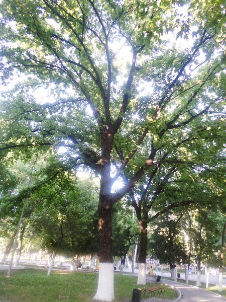 Жанерке ******