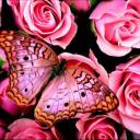 Василиса Шалеева