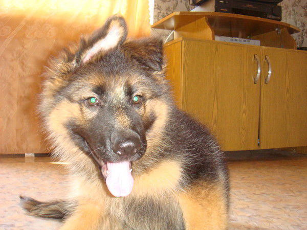 Екатерина Гущина