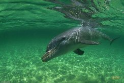 Абдиомархан Момышев