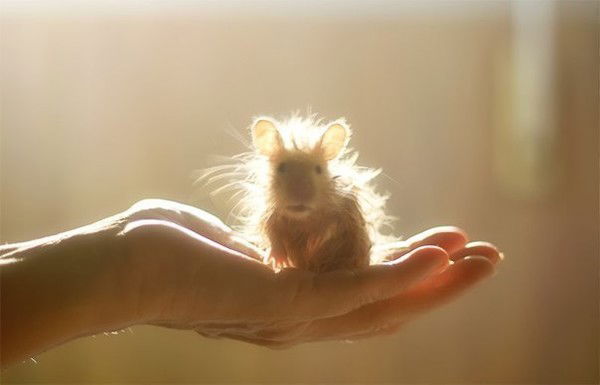 Таня Чамата