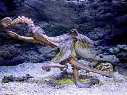 Зомби Ферма