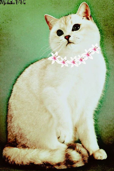 Мария Мария