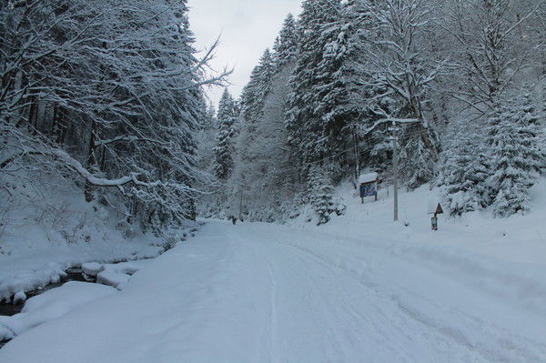 Тмихаил Томиш