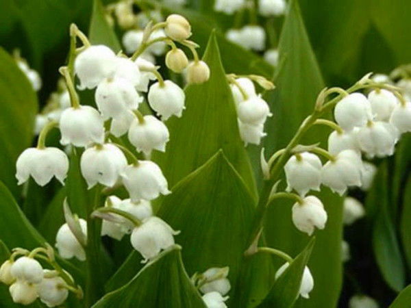 Эндже Кузнецова