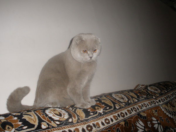 Илья Купраш