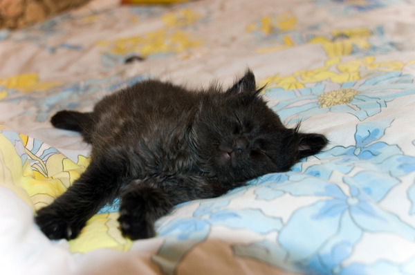 Оля Трофименко