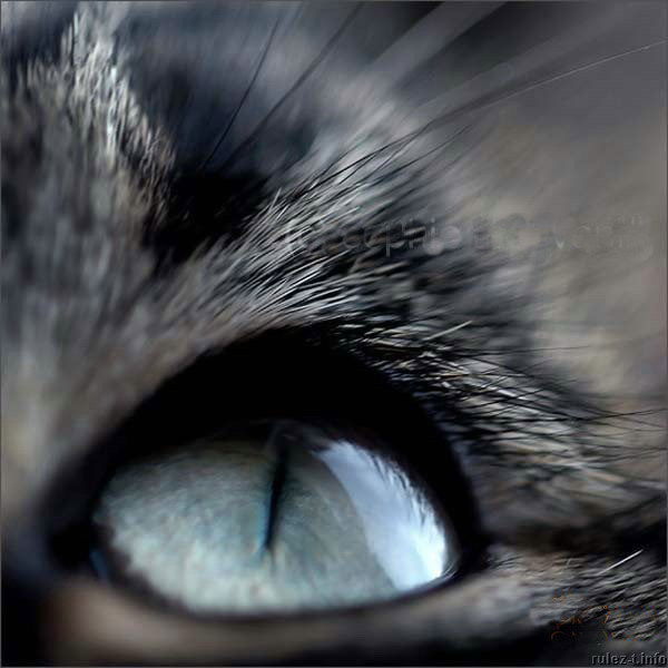 Максим Шамрицкий