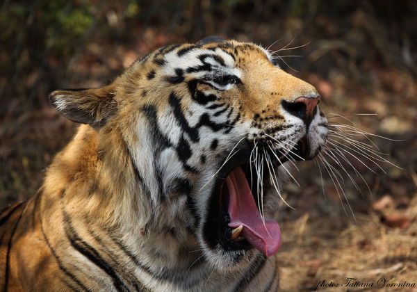 Сергей Плетньов