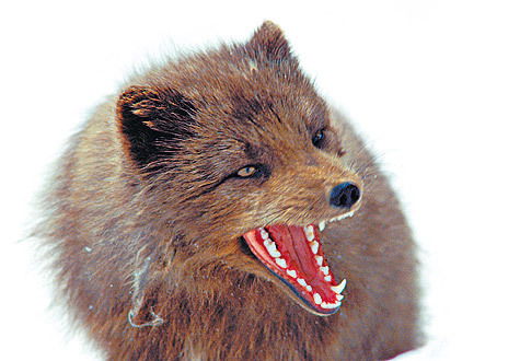 Песец Полный