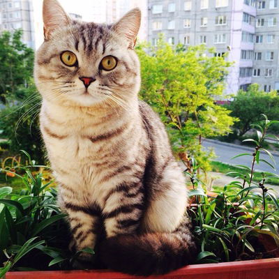 Влад Братчиков