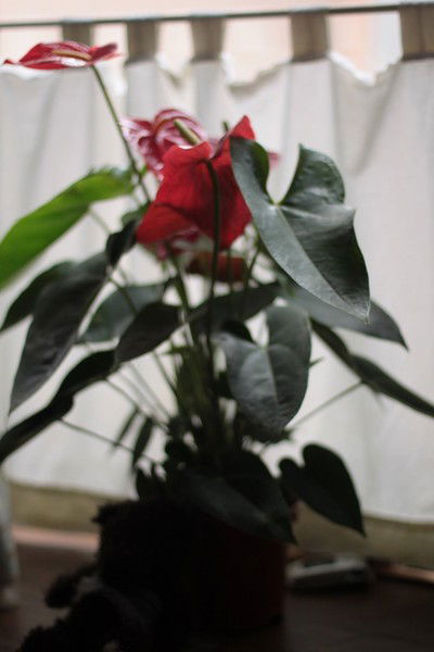 Алина Соколова