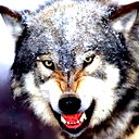 Gray@wolf