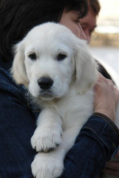 Елена Володина