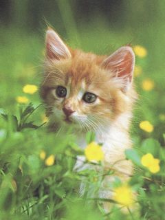 Виктория Рубенкова