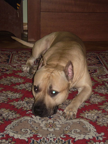 Елена Ломовцева