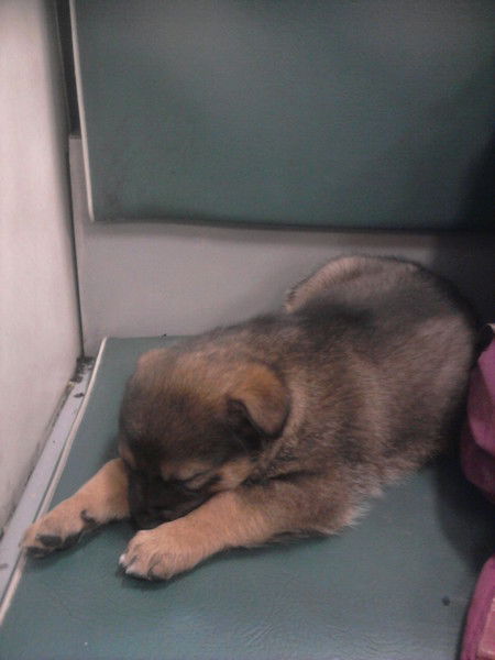 Юлия Горева