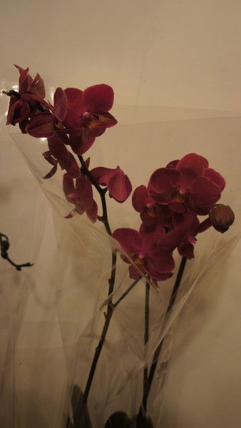 Алёна Клондайк