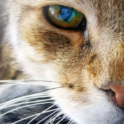 Милена Чайковская