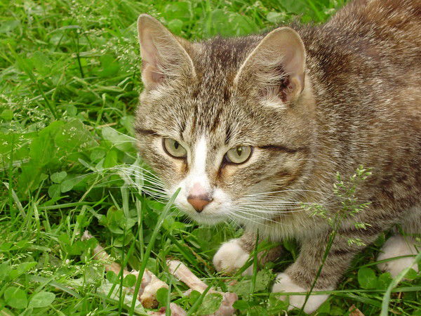 Евгений Гаврилов