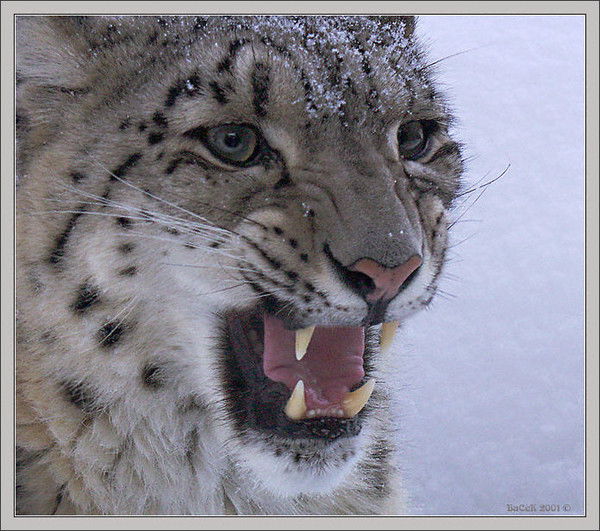Александр Васильчиков