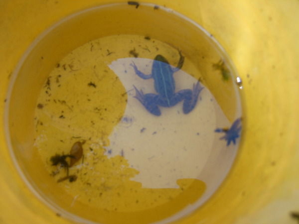 Ирина Скударнова