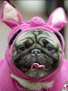 Гога Пурген