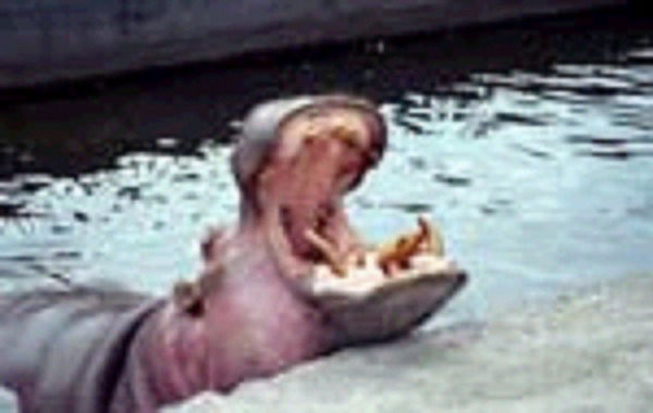 Роман Hippopotamus Amphibius