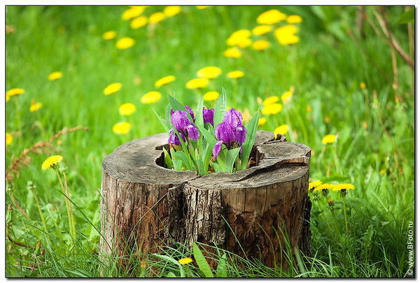 Людмила Соколовская