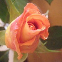 Анна Хмелевских