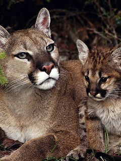 Анастасия Ключевская