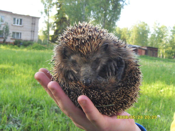 Елена Мелихова